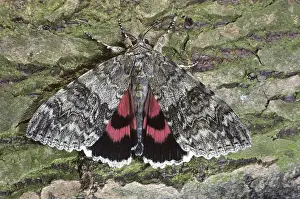 European Insect Images Drucke: 9826447