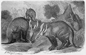 Aardvark Illustration Drucke: Aardvark (Orycteropus afer), a medium-sized