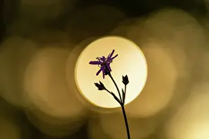 Abstract Backgrounds Drucke: Aargau, Abstrakt, Background, Backlight