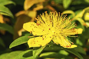 Devon England Landscape Drucke: Aarons beard (Hypericum) calycinum