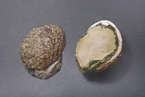 Abalones Drucke: Zwei Austernschalen, eine ganze und eine gehälfte.
