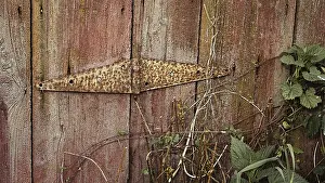 Deserted Building Drucke: Abandoned Barn, Door Hinge, Detail