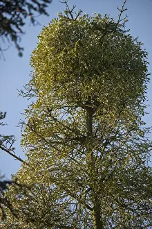 Pinaceae Family Drucke: Abies Alba, Conifer mistletoe, pine