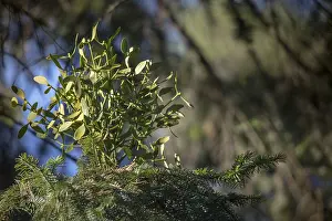 Pinaceae Family Drucke: Abies Alba, Conifer mistletoe, pine