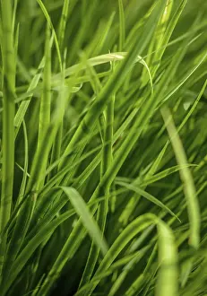 Empty Deserted Landscape Image Drucke: Abstract Background Texture Of Long Lush Grass
