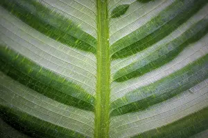Close Up Green Leaf Drucke: Abstract closeup of green leaf with feather vein pattern