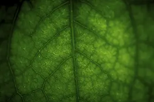 Close Up Green Leaf Drucke: Abstract closeup of green leaf with vein pattern