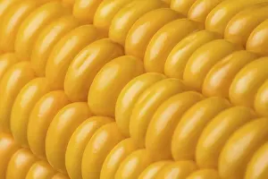 Agricultural Crop Photography Drucke: Abstract detail of corn on the cob