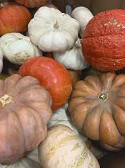 Agricultural Crop Photo Drucke: Abstract several gourds background