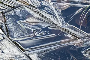 Lapland Ice Structures Drucke: Abstract ice structures and reed stalks