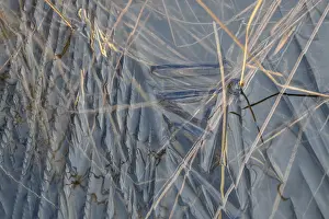 Lapland Ice Structures Drucke: Abstract ice structures and reed stalks