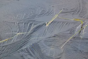 Lapland Nature Photography Drucke: Abstract ice structures and reed stalks