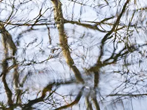 Deserted Winter Scenery Drucke: An abstract image capturing the reflection of barren trees on a calm water surface