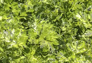 Drucke von Ein Muster aus grünen Blättern, das sich über den gesamten Hintergrund erstreckt. Ein kreatives Two-Tone-Muster, das von der Natur inspiriert ist und einzigartige Texturen bietet Bicolor Drucke: Zweifarbige Blättermuster auf grünem Hintergrund