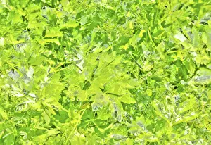 Drucke von Ein atemberaubendes Muster aus leuchtenden Blättern, das die ganze Wand einnimmt Bicolor Drucke: Zweifarbiger Blattmuster als Hintergrund