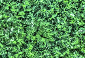 Drucke von Ein atemberaubendes Muster aus schwarz und grün, das die natürliche Schönheit von Blättern in ein kreatives Kunstwerk verwandelt Bicolor Drucke: Zweifarbiger Blättermuster auf schwarzem Hintergrund