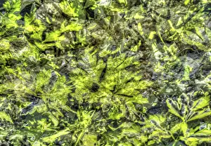 Drucke von Ein atemberaubendes Muster aus grünen und grauen Tönen, das die Natur in eine kreative Welt verwandelt Bicolor Drucke: Zweifarbige Blättermuster auf grauem Hintergrund
