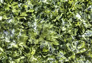 Drucke von Ein Muster aus schwarz und grün, das die Natur in einer kreativen Form darstellt Bicolor Drucke: Zweifarbiger Blättermuster auf schwarzem Hintergrund