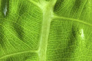 Abstract Nature Photography Drucke: Abstract macro of a green leaf