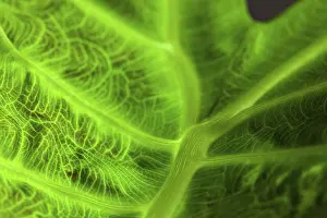 Green Leaf Close Up Drucke: Abstract macro of a green leaf
