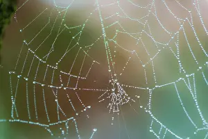 Drucke von Abstraktes Makro eines nassen Spinnennetzes mit Tropfen der Morgendämmerung Netzspinne Drucke: Abstract Makro eines nassen Spinnennetzes mit Tauftropfen.