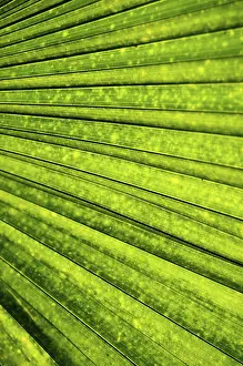 Abstract Nature Photography Drucke: Abstract palm background