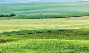 Abstract Summer Landscape Drucke: Abstract pattern of rolling striped fields in summer