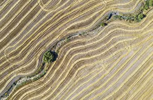 Cornfield Aerial Photography Drucke: Abstract patterns in cornfield after wheat harvest