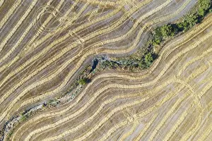 Agricultural Landscape From Above Drucke: Abstract patterns in cornfield after wheat harvest