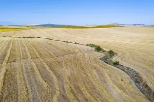 Aerial View Of Cornfield Drucke: Abstract patterns in cornfield after wheat harvest and dry stream
