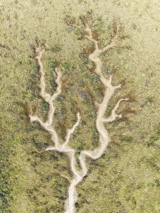 Drone Shot Cadiz Province Spain Drucke: Abstract patterns of dry streams at low tide