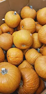 Autumnal Agricultural Scene Drucke: Abstract several pumpkin patch background