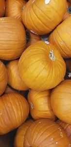 Deserted Farmhouse Scene Drucke: Abstract several pumpkin patch background