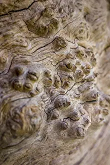 Tree Bark Texture Drucke: Abstract showing the bark of an old tree