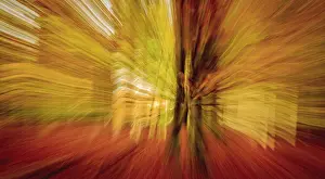 Von Der Natur Inspirierte Kunstwerke Drucke: Abstrakte Sonnenstrahlen im Herbstwald.
