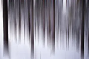 Snowy Forest Scene Drucke: Abstract winter forest scene
