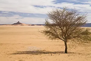 North African Flora Drucke: Acacia in the Libyan Desert, Libya