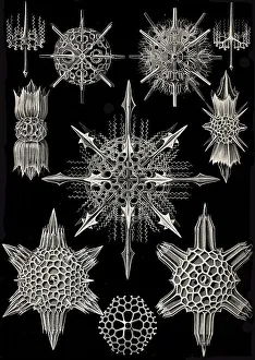 Black And White Desert Landscape Drucke: Acanthophracta, Miracle Rays, Art Forms of Nature