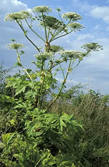 Poisonous Wildflowers Drucke: Acauthus