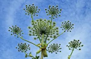 Poisonous Plants Drucke: Acauthus
