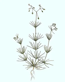 Historic Plant Depiction Drucke: Acker-Spark, Spergula arvensis