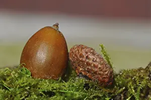 Deserted Outdoor Shots Drucke: Acorn