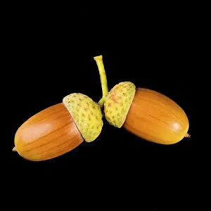 Deciduous Trees In Autumn Drucke: Acorn