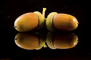 Deciduous Tree Fruit Drucke: Acorn