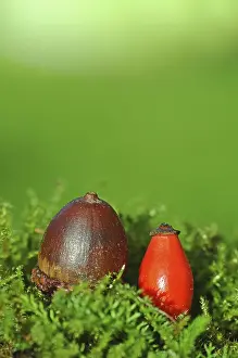 Autumnal Nature Photography Drucke: Acorn and a rosehip