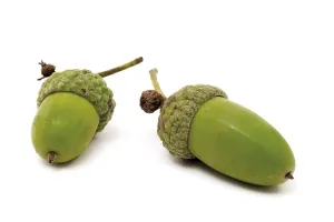 Fruiting Infructescence Drucke: Acorns