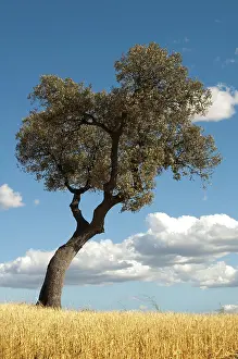 Deciduous Tree Background Drucke: Acorns tree and blue cloudy sky background