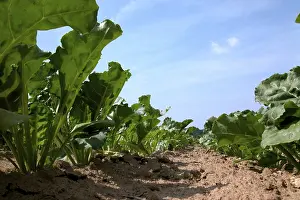 Sugar Beet Field Drucke: Acre sugar beet