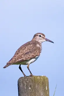 Swedish Nature Photography Drucke: Actitis hypoleucos, common sandpiper