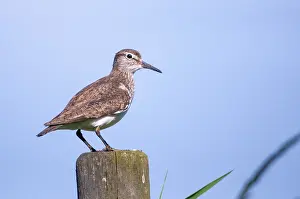 European Shorebirds Drucke: Actitis hypoleucos, common sandpiper